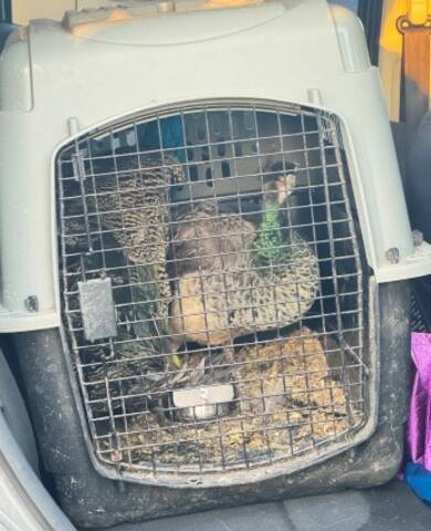 Recovered peacock and peahen after RCMP investigation in Alberta