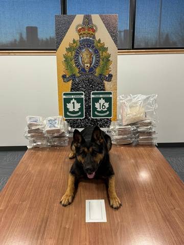 Police dog laying on a table with packaged drugs seized by RCMP. // Chien policier couché sur une table avec des paquets de drogue saisis par la GRC.