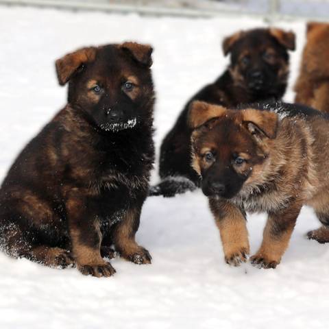 Four sable German shepherd puppies sit on snow.