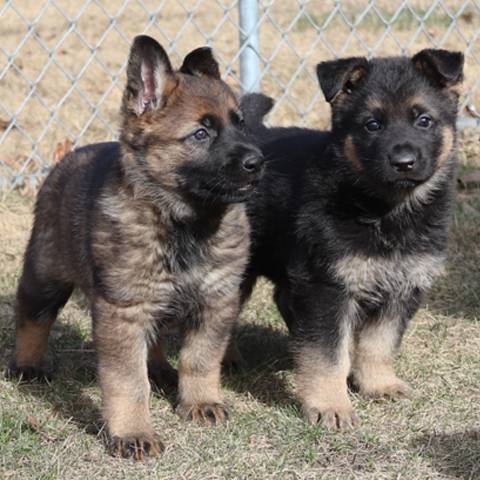 Two German shepherd puppies on grass. One is sable and one is black and tan.