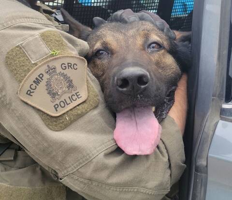 Photo of police service dog Norse