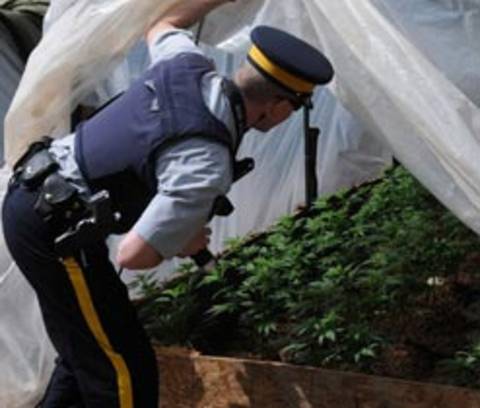 Officer discovering marijuana plants