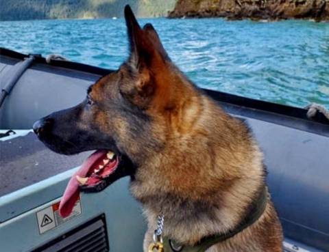 Police dog in boat for training