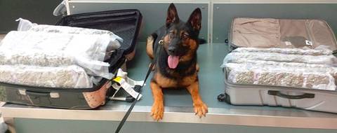 Police dog sitting alongside drugs
