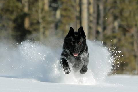 Police Service Dog ‘Baron’ running in the snow